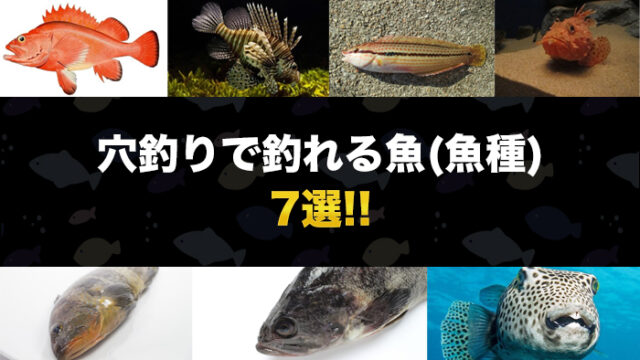 【注目】穴釣りで釣れる魚(魚種)7選!!【実はレアな魚も釣れる】