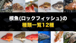 【必見】根魚(ロックフィッシュ)の種類一覧12種【全部釣りましょう！】